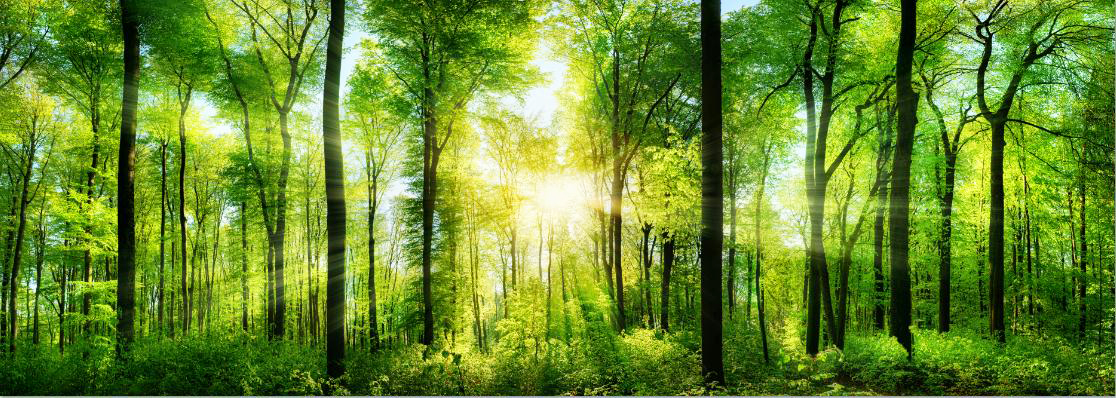 MF038 Wall décor art photographic on canvas landscape green forest